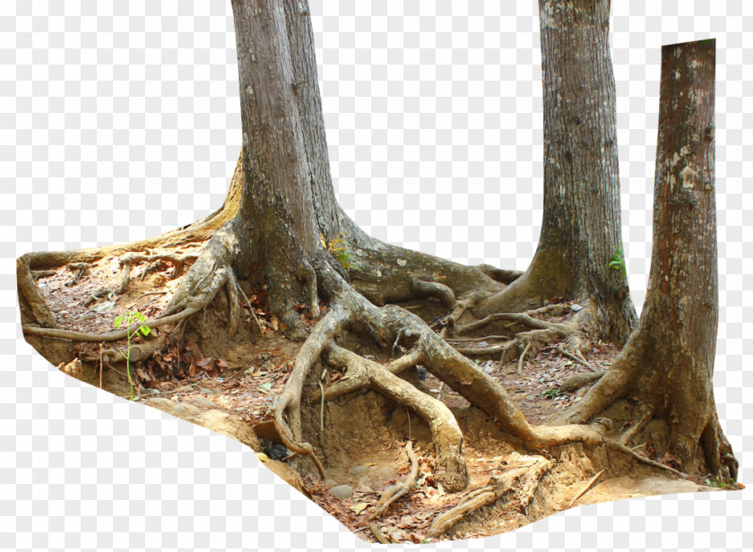 Tree Trunk Driftwood Stump Root PNG