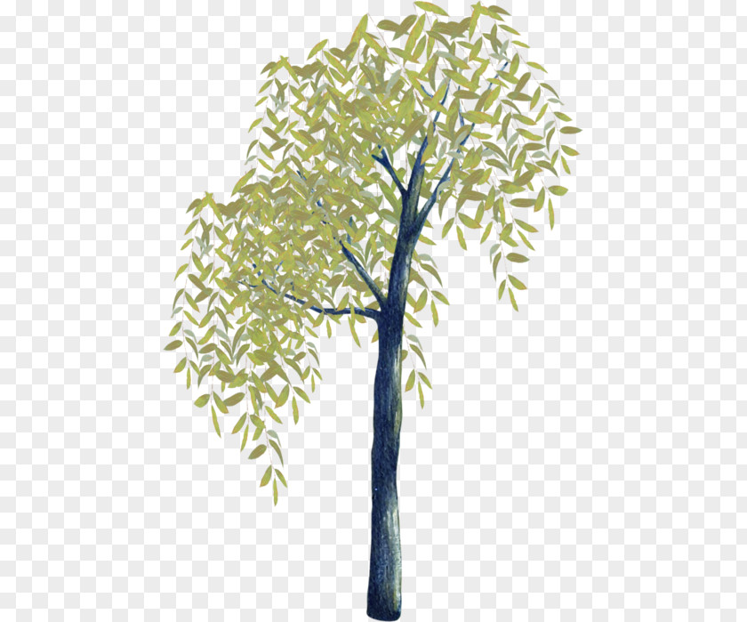 Tree Twig Branch Plant Stem Time PNG