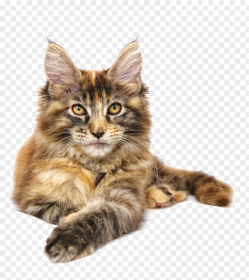 A Kitten Maine Coon Norwegian Forest Cat Siberian PNG