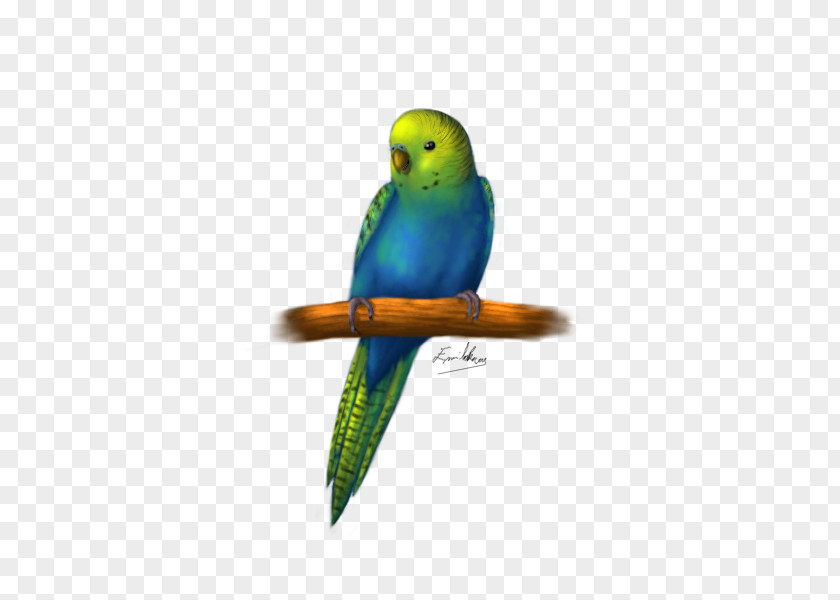 Bird Budgerigar Parakeet Cockatiel Macaw PNG