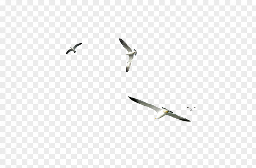 Bird Water Migration Seabird PhotoScape PNG