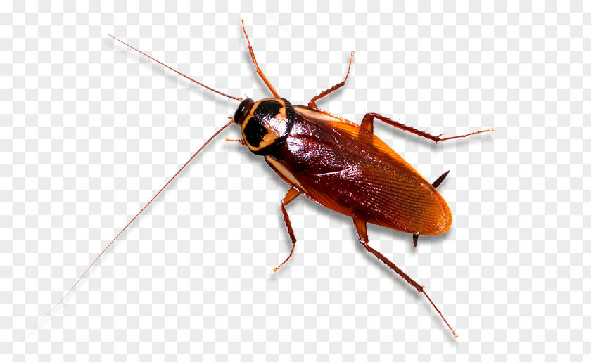 Cockroach German Insect Pest Control PNG