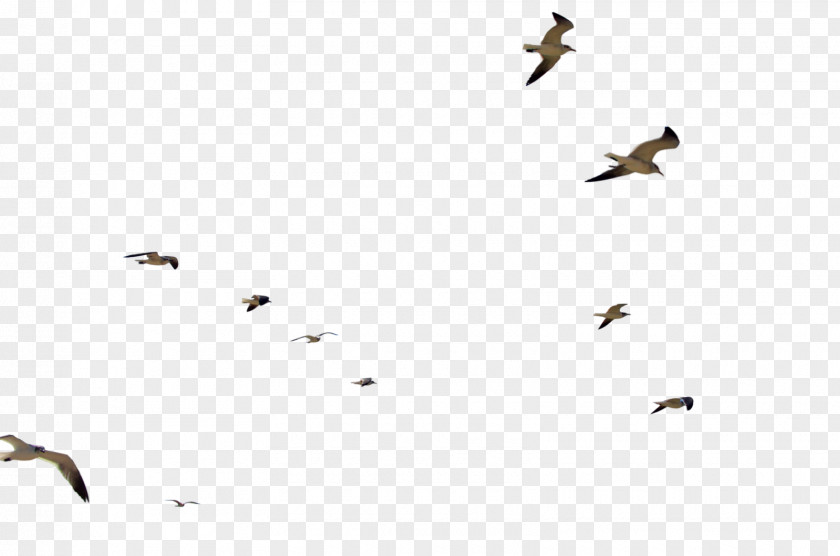 Gull Bird Flight Flock PNG