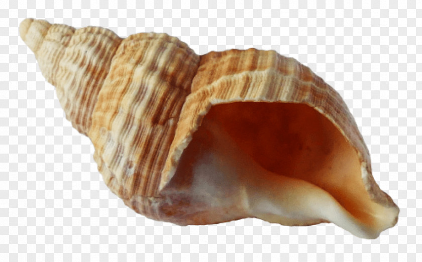 Seashell Angelwhispers Conch PNG