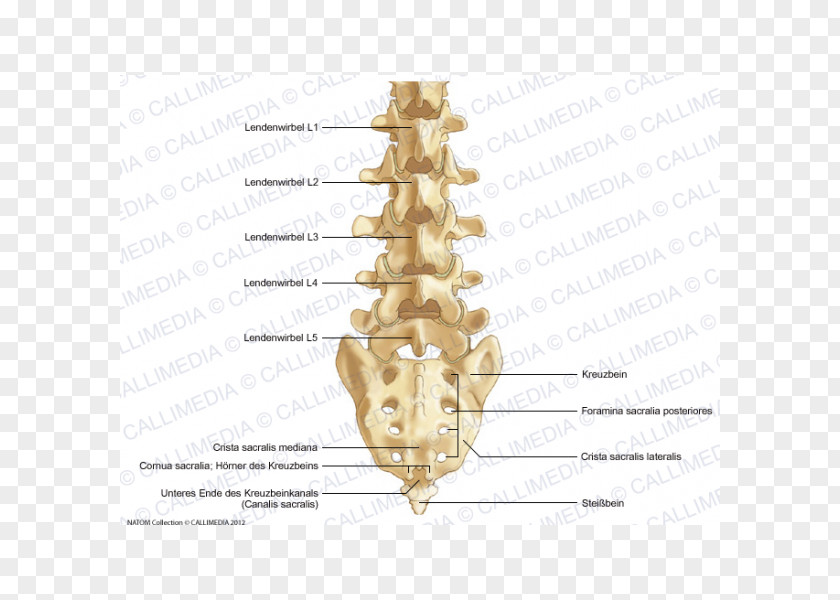 Skeletal System Bone Vertebral Column Lumbar Vertebrae Sacrum PNG