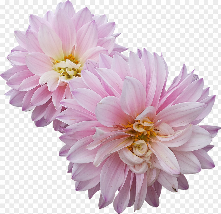 Flower Dahlia Hello Primrose! PNG
