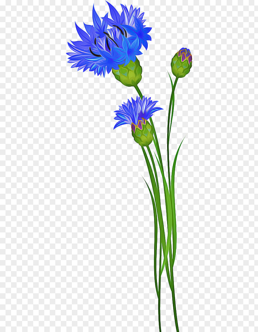 Flowerpot Iris Flowers Background PNG