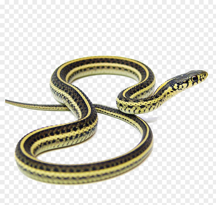 Snake Narcisse Pits Garter Kingsnakes Applesnake PNG