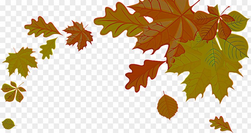 Twig Branch Maple Leaf PNG