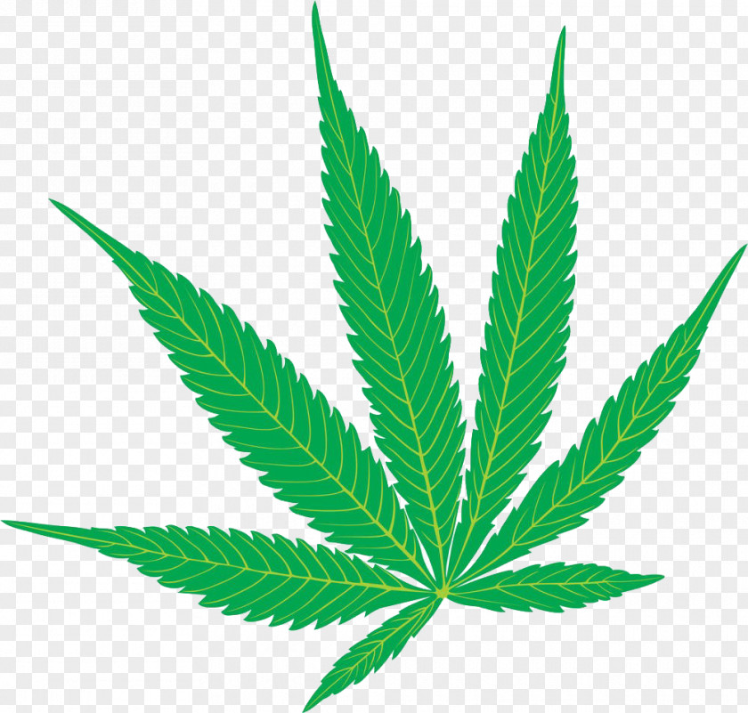 Cannabis Leaves Illustrations Sativa Marijuana Hemp Clip Art PNG