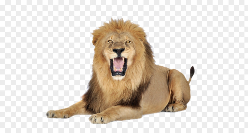 Lion Felidae Clip Art PNG