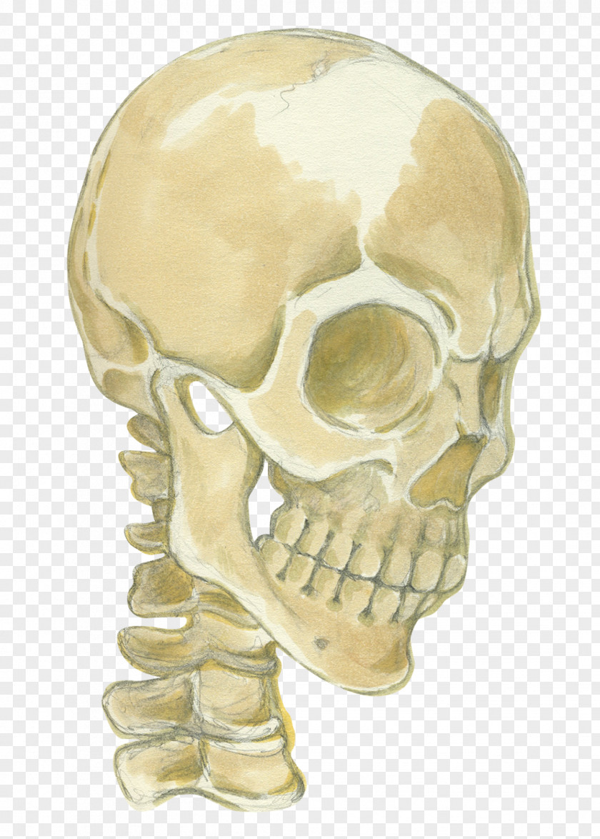 Skeleton Jaw Skull PNG