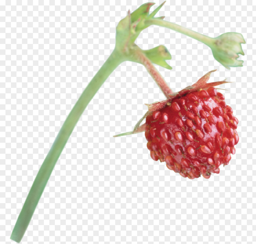 Strawberry Musk Red Mulberry Raspberry Boysenberry PNG
