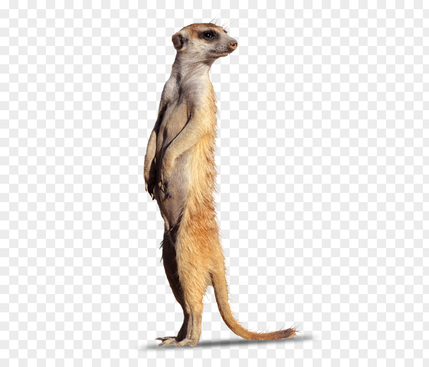 Tech Meerkat Mongoose Fur Terrestrial Animal Snout PNG