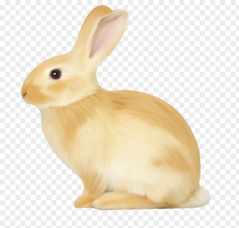 Cute Little Bunny Domestic Rabbit Hare PNG