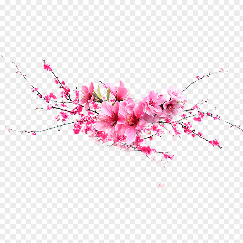 Pink Peach Flower PNG