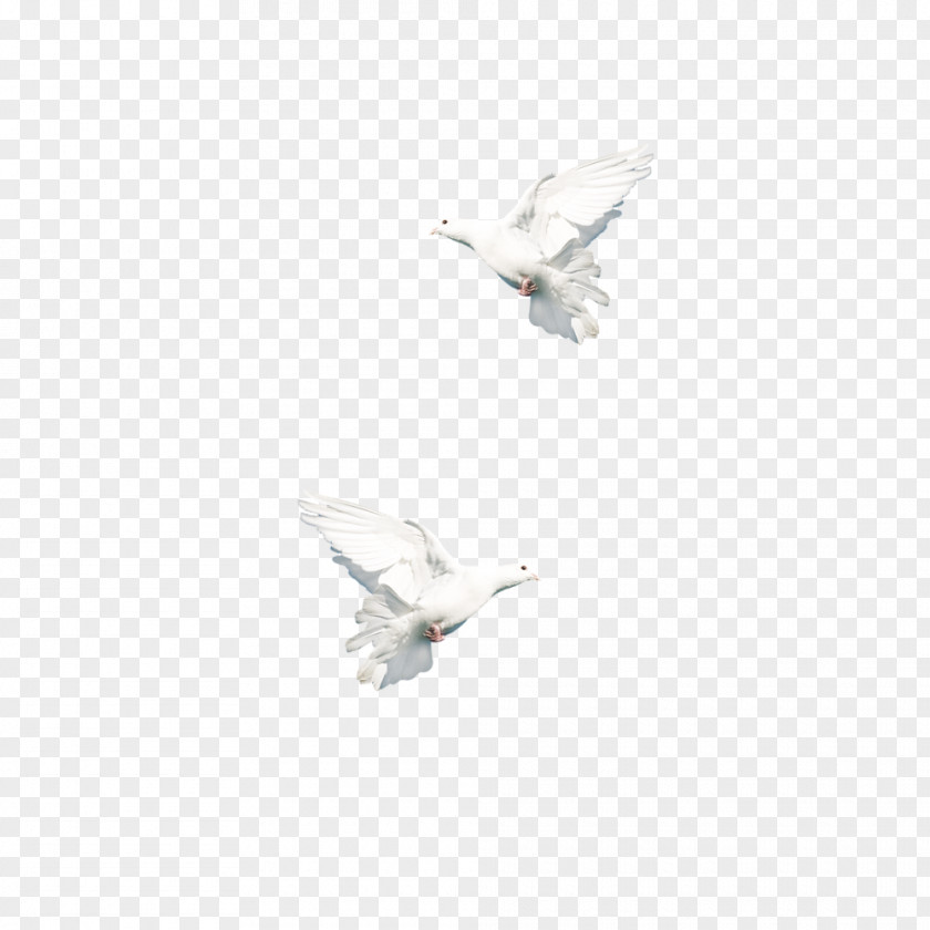 Dove Symbol Of Peace Columbidae Symbols PNG