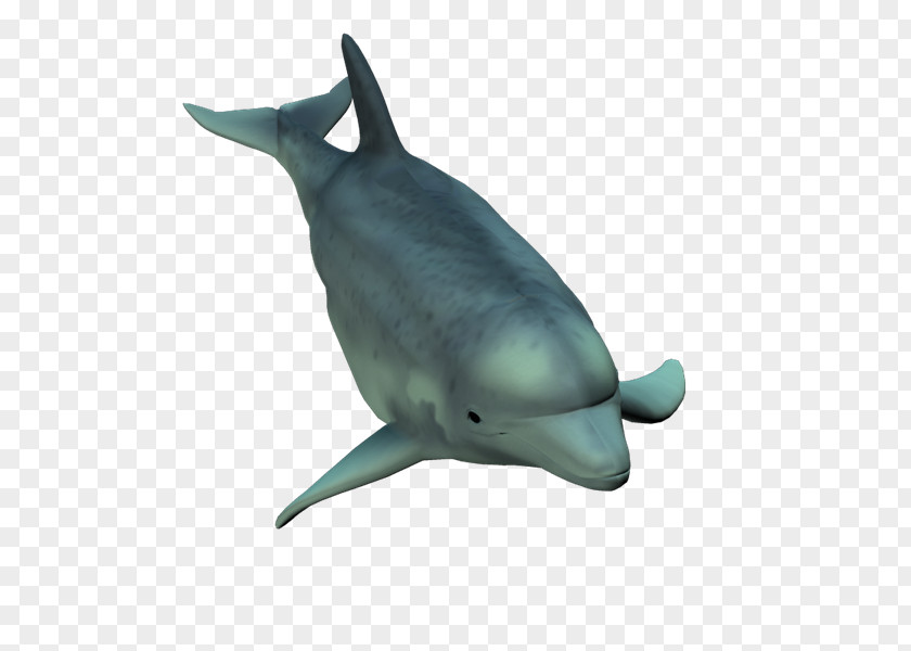 Hu Common Bottlenose Dolphin Short-beaked Tucuxi Rough-toothed PNG