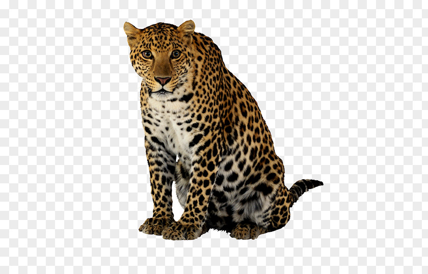 Leopard Felidae Lion Jaguar Cheetah PNG