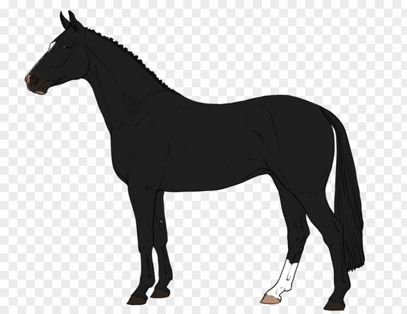 Silhouette Arabian Horse Percheron American Paint Foal Stallion PNG