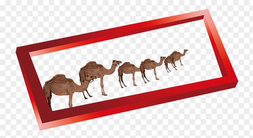 Creative Border Camel Download PNG