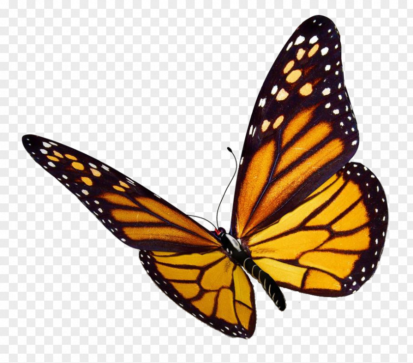 Monarch Butterfly Insect Clip Art PNG