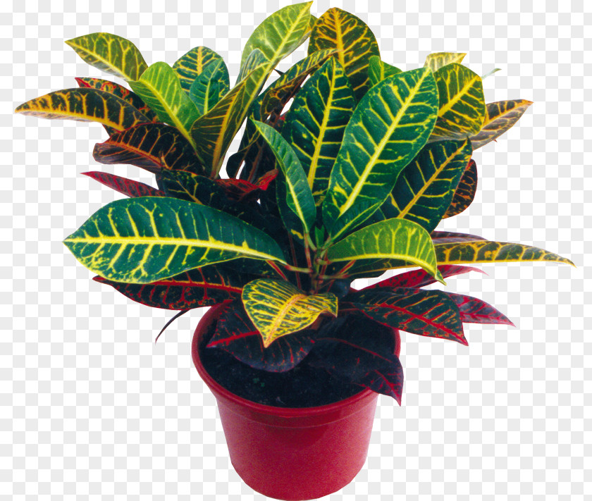 Monstera Houseplant Flowerpot Garden Croton Chinese Evergreen PNG