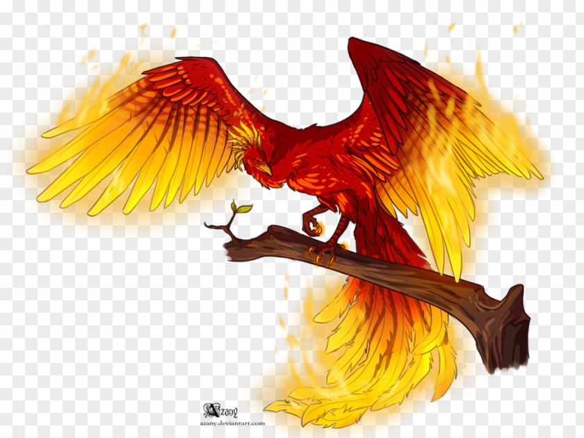Phoenix Fire Flame Drawing PNG