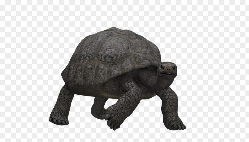 Turtle Tortoise Reptile Image PNG