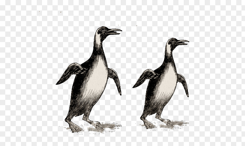 Bird Nesting Habits Penguin Stock Illustration Drawing Image PNG