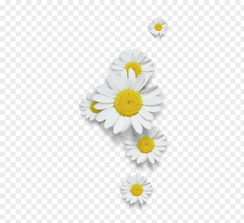 Chamomile Common Daisy PNG