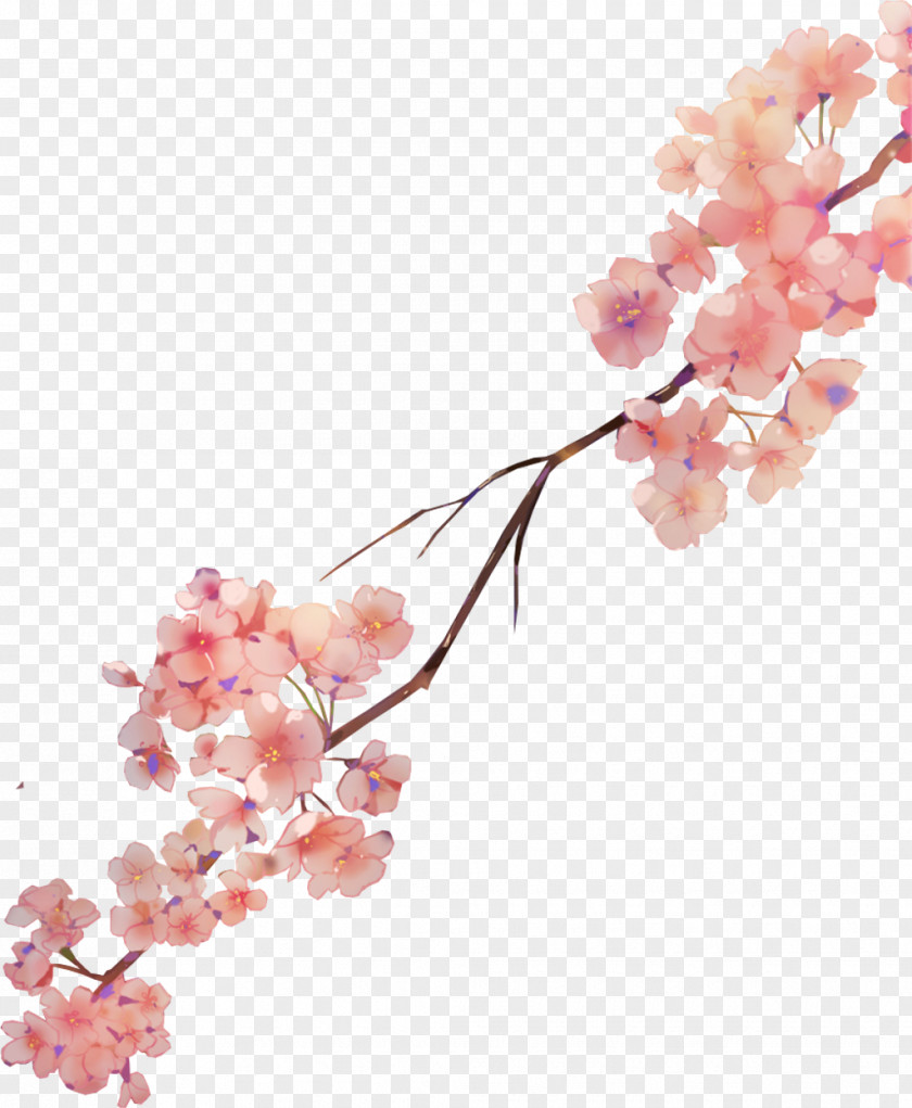 Cherry Blossom Watercolor Painting Watercolour Flowers Petal PNG