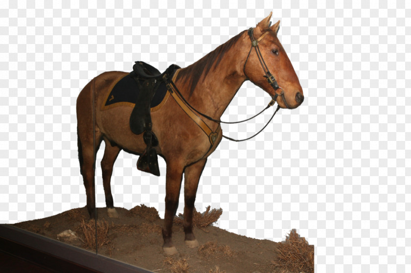 Custer Battlefield Mare Bridle Mustang Stallion Rein PNG
