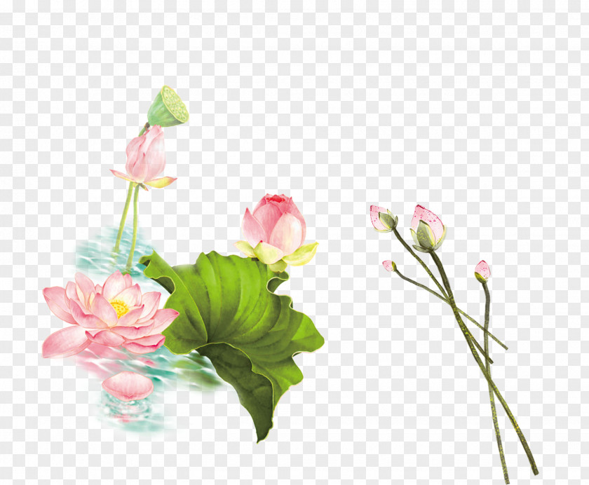Hand Painted Lotus Floral Design Nelumbo Nucifera PNG