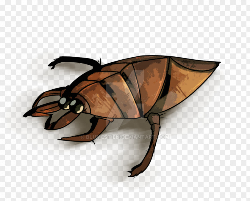 Insect Scarab PNG