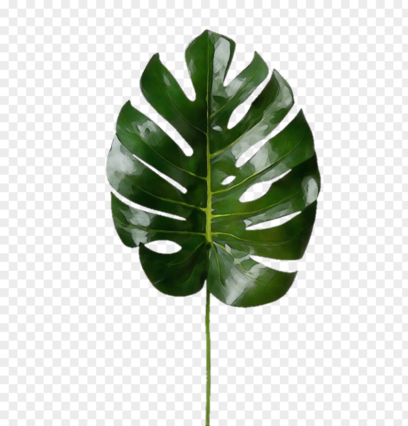 Plant Stem Arum Family Leaf Green Monstera Deliciosa Flower PNG