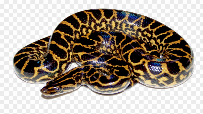 Snake Green Anaconda Reptile Yellow PNG