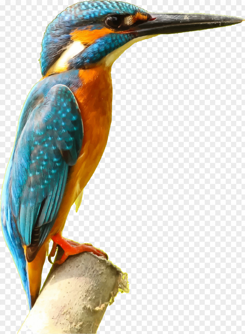 Watercolor Bird Common Kingfisher Desktop Wallpaper Clip Art PNG