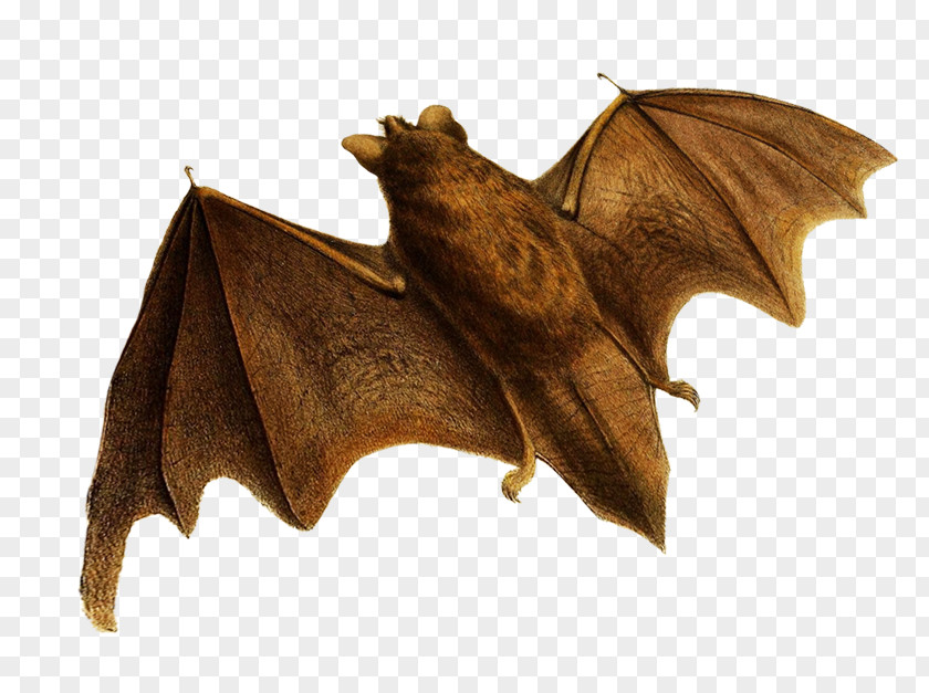 Bat Flight Clip Art Image PNG