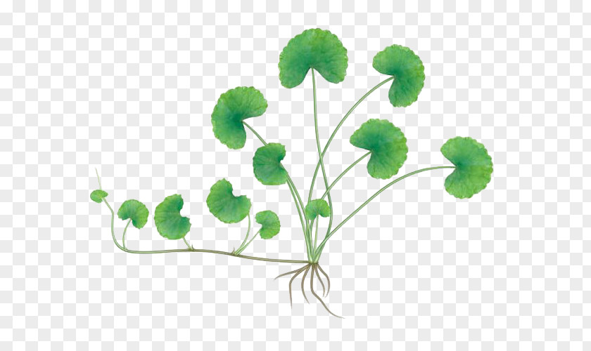 Drawing Centella Asiatica Herbaceous Plant PNG