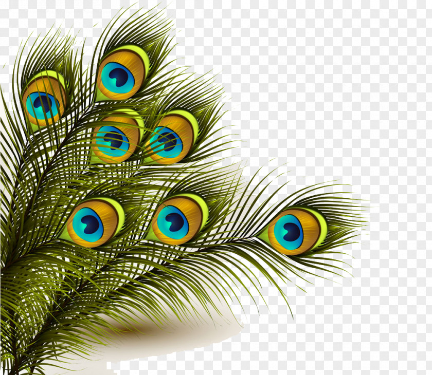 Feather Peafowl Peacock Clip Art PNG