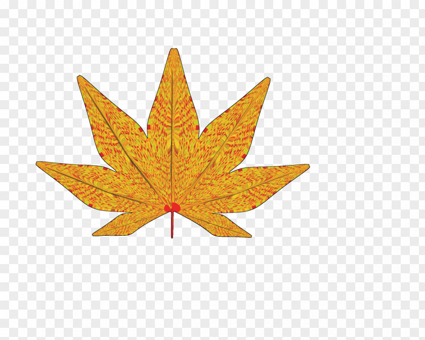 Leaf Japanese Maple Red Sugar PNG