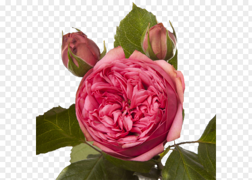Peony Garden Roses Cabbage Rose Floribunda French Memorial PNG