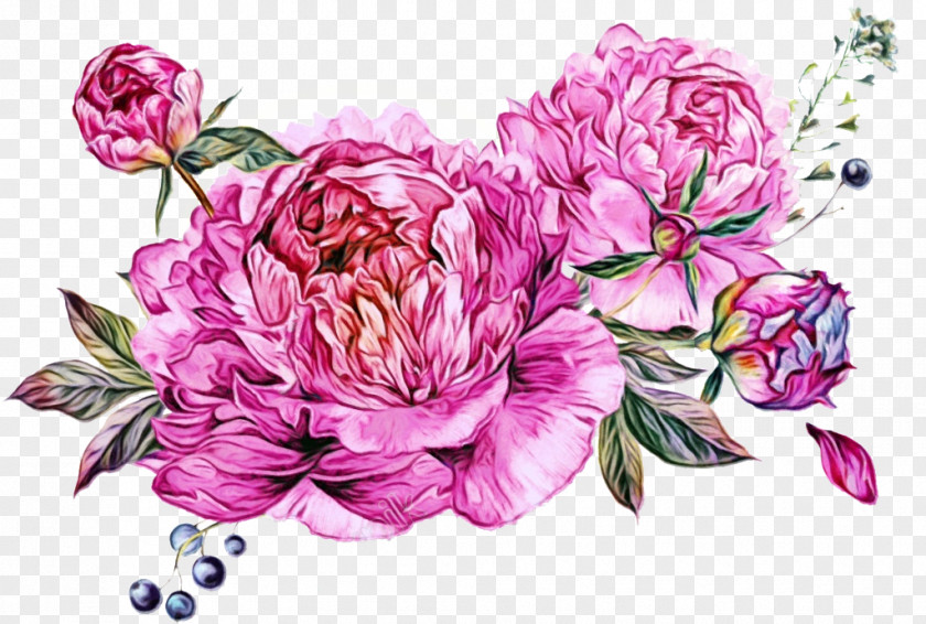 Rose Peony PNG