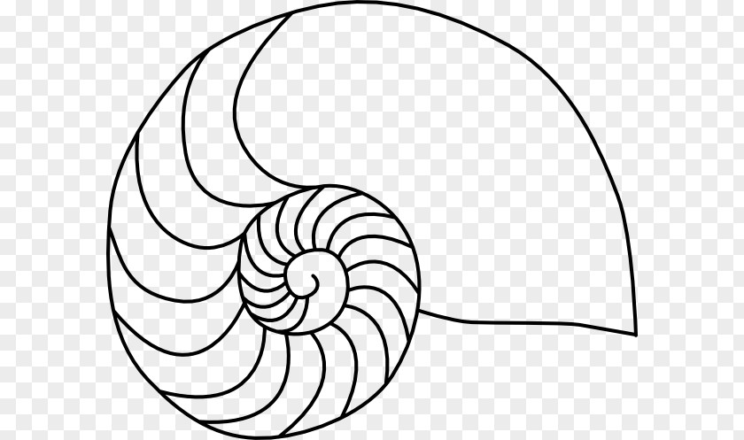 Seashell Drawing Chambered Nautilus Clip Art PNG