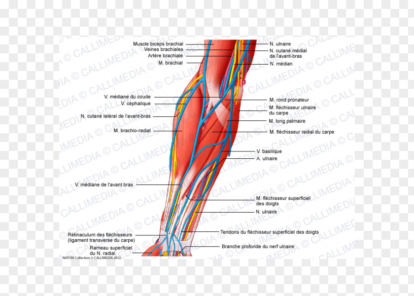 Arm Anterior Compartment Of The Forearm Elbow Nerve Brachialis Muscle PNG