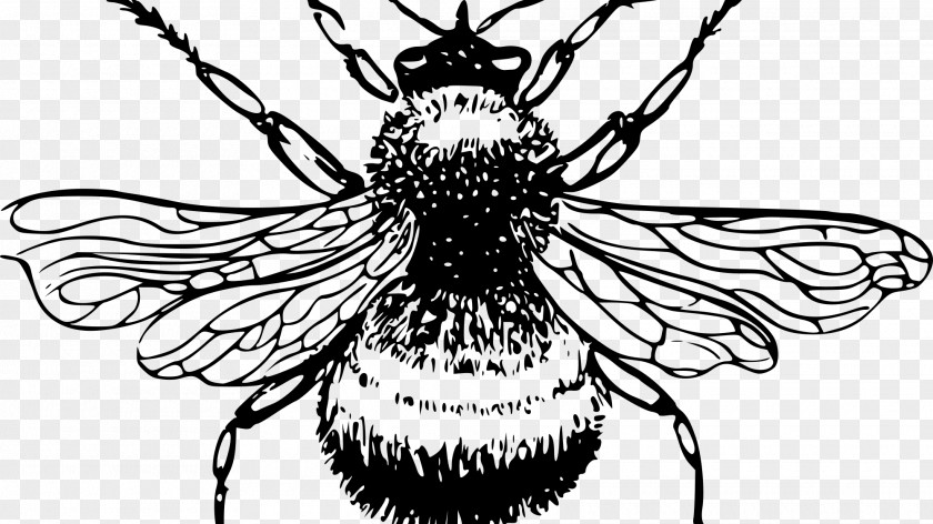 Bumble European Dark Bee Drawing Honey Clip Art PNG