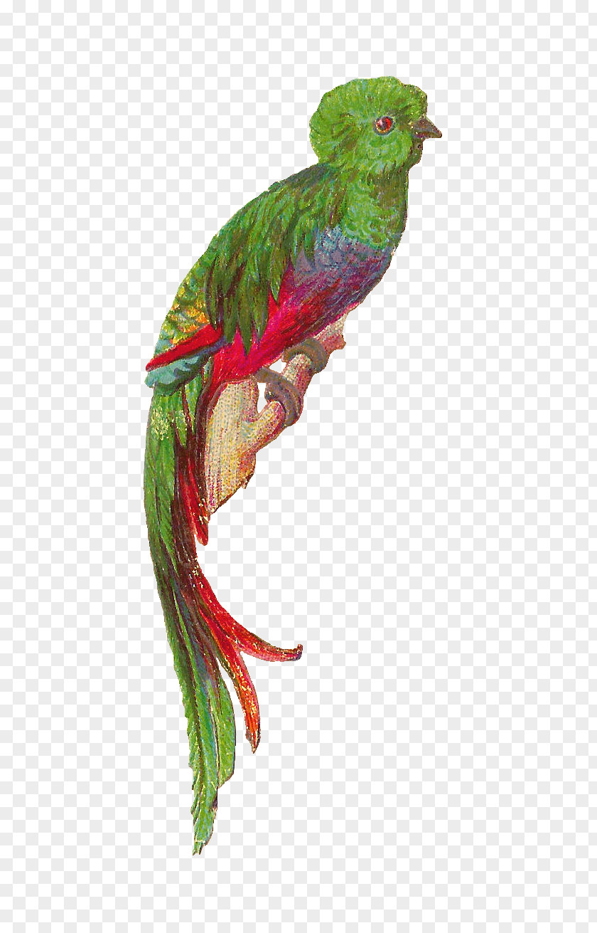 Cute Quetzal Cliparts Bird Resplendent Feather Clip Art PNG