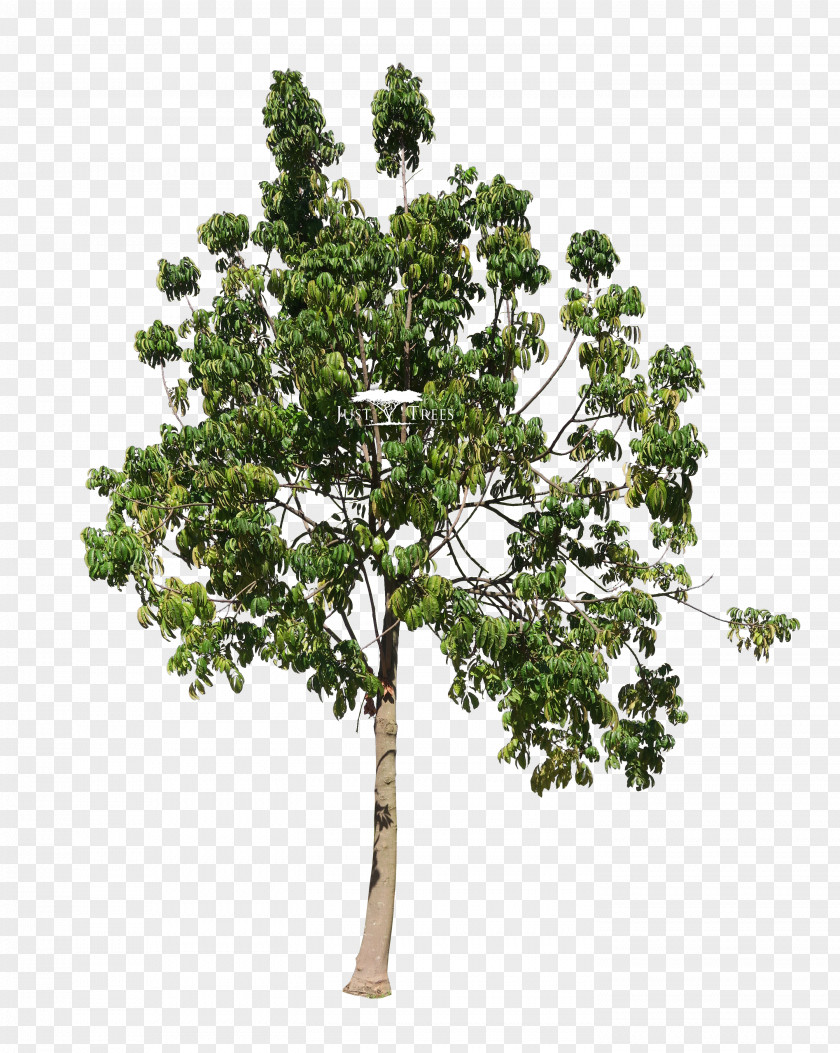 Deciduous Specimens Trichilia Emetica Twig Tree Landscape Architect PNG