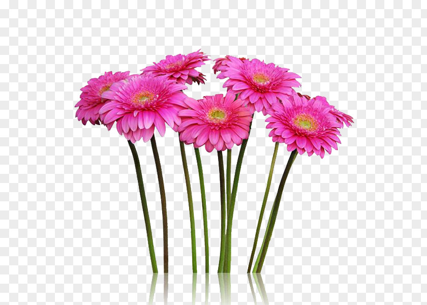 Gerbera Cut Flowers Transvaal Daisy Plant Stem Floristry PNG